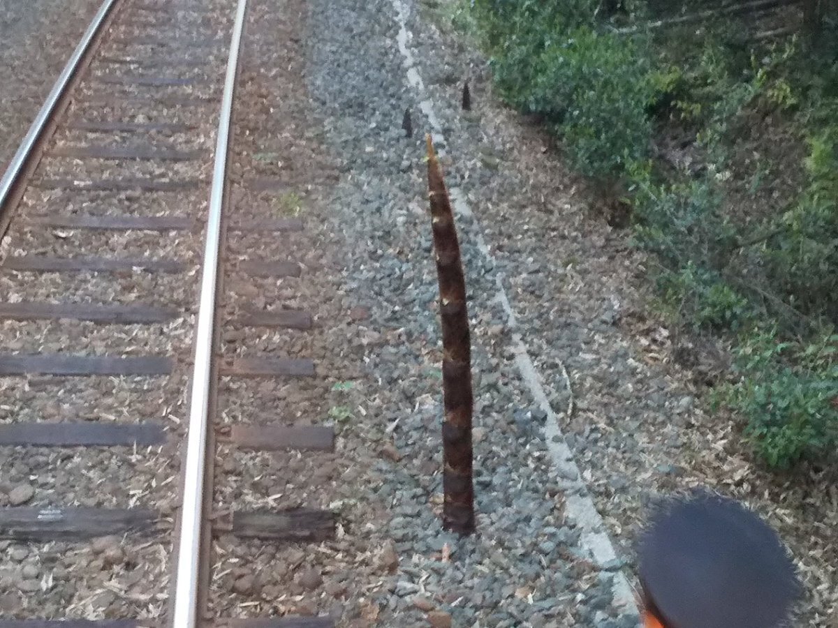 線路脇に生えていたタケノコ